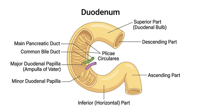 Human Duodenum Anatomical Infographic