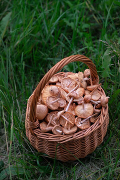 basket with fresh picking mushrooms on natural background. Scotch bonnet mushrooms (Marasmius oreades), edible wild meadow honey mushrooms grow on green grassland. harvest season, picking fungi