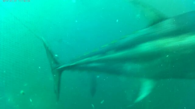 Diver Hand Feeding a Massive 300 kg Bluefin Tuna Underwater