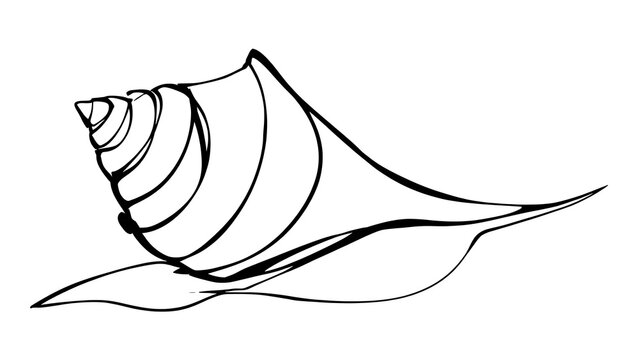 Elegant seashell line art on white background.