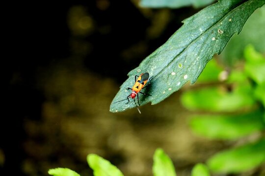 true bug on the leaf closeup photo