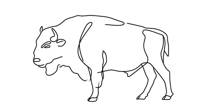 Simple bison line drawing white background.