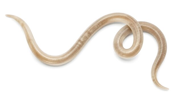 Single parasitic nematode worm isolated on white background detailed macro scientific specimen view
