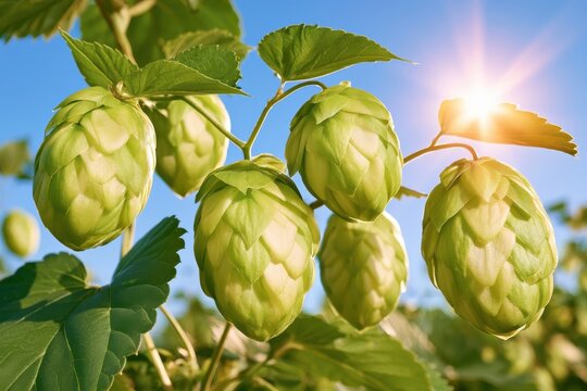 Closeup of fresh green hop cones on bine backlit by warm sunlight