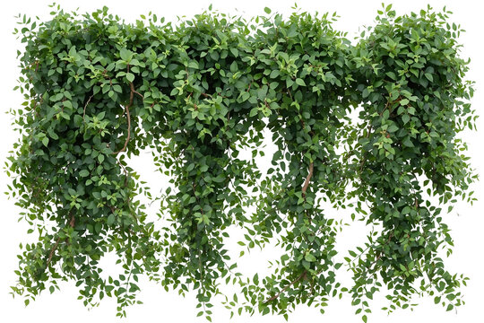 Dense cascading ivy curtain with vines