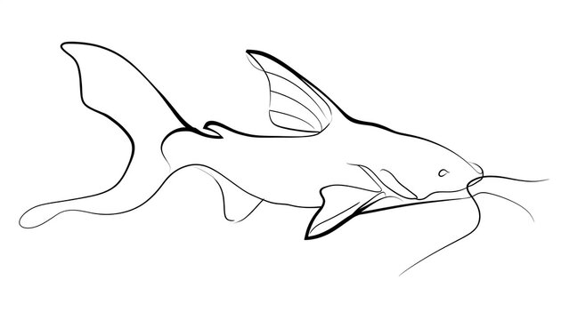 Line drawing of a catfish on white background.