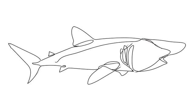 Line art shark illustration white background.