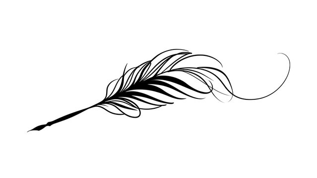 Elegant black feather quill on white background.