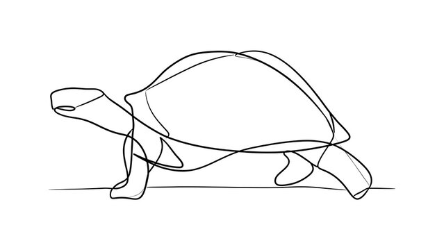 Minimalist turtle line art drawing white background.