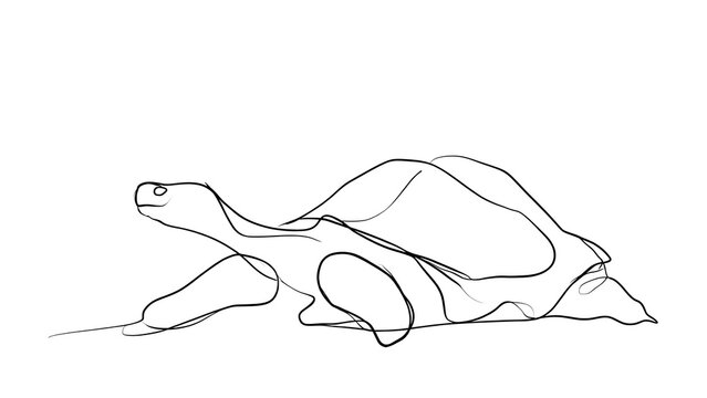 Minimalist turtle line drawing white background.