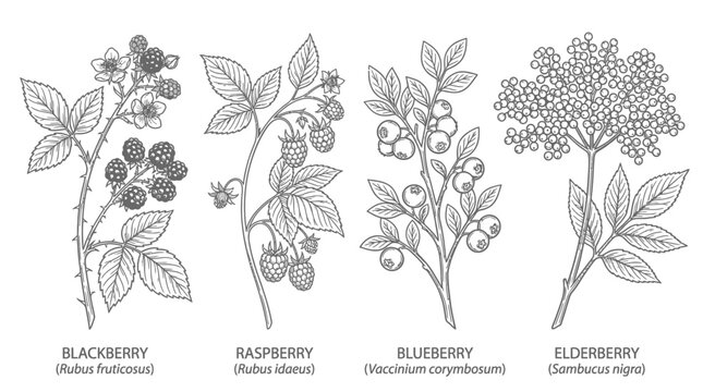 Hand drawn botanical illustration of various wild berries with leaves and flowers.