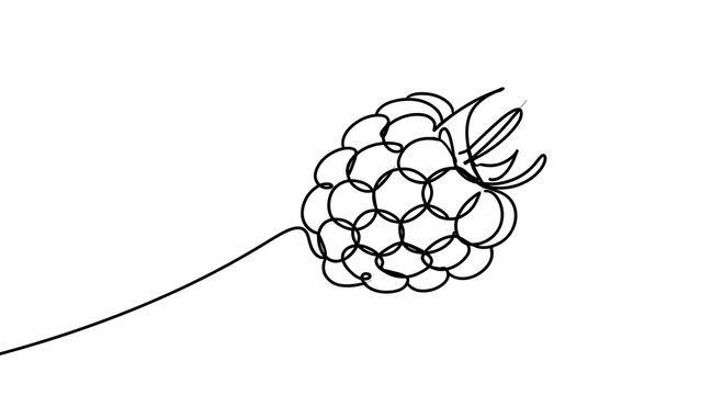 Hand drawn raspberry illustration white background.