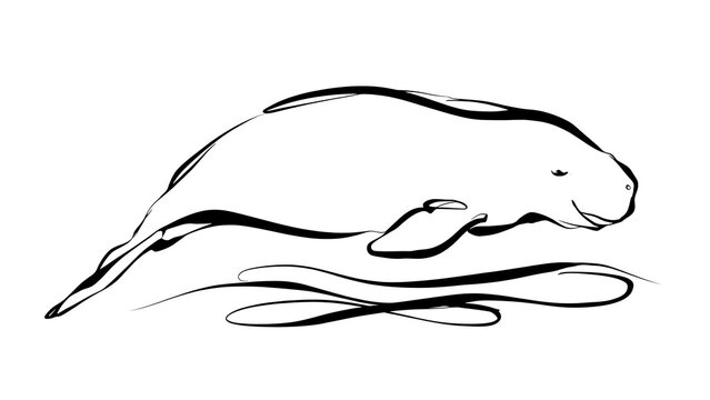 Minimalist manatee line art illustration white background.