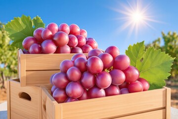 Obraz premium Wooden crates overflowing with freshly picked purple grapes under bright sun