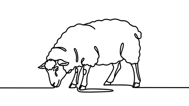 Simple line drawing of sheep on white background.