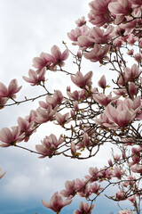 Pink magnolia blossoms on branches against cloudy sky in soft natural light © watcherfox