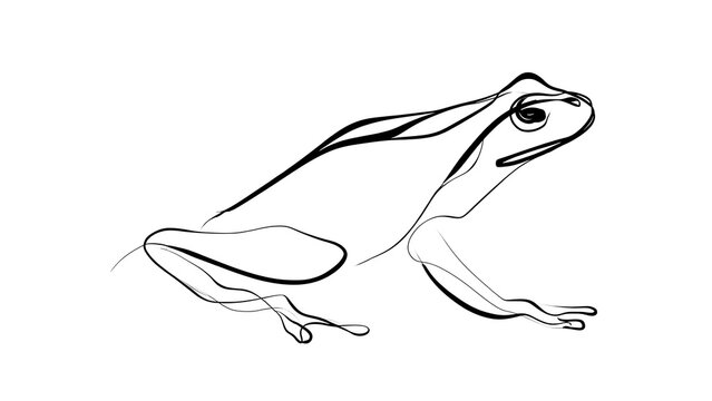 Minimalist frog illustration white background.