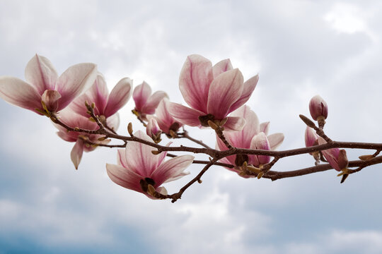 Pink magnolia blossoms on branch against cloudy sky in soft natural light