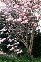 Blooming pink magnolia tree in garden with lush greenery background spring © watcherfox