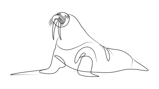 Walrus line drawing illustration white background.