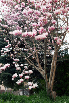 Blooming pink magnolia tree in garden with lush greenery background spring