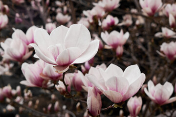 Selective focus pink magnolia blossoms on branches with soft blurred background © watcherfox