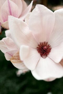 Macro close-up of pale pink magnolia flower with detailed central stamens