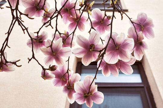 Pink magnolia blossoms hanging over window on building facade in soft daylight