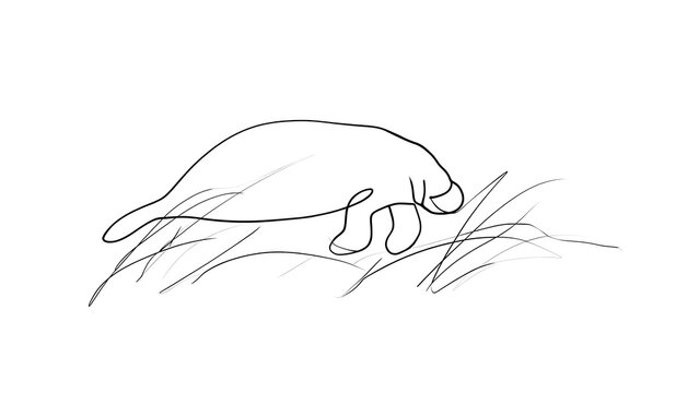 Simple line drawing of a manatee white background.