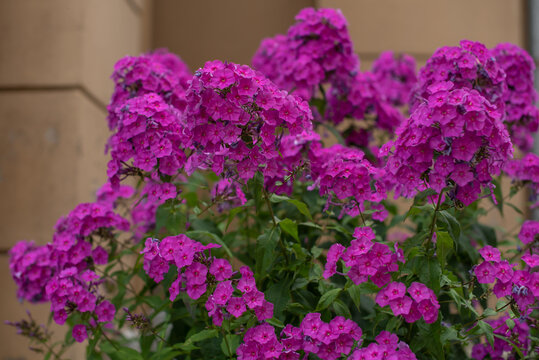 A vibrant cluster of pink phlox flowers in full bloom, showcasing their rich color and lush green leaves. The scene captures the beauty of nature in a garden setting.