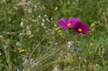 Obraz premium Pink cosmos flowers blooming in a lush green meadow