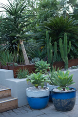 Fototapeta premium A collection of various potted plants in a modern garden setting. Includes cacti, succulents, and tropical foliage in decorative pots.
