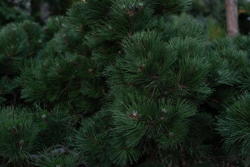 Close-up of lush green pine tree branches with dense needle foliage. The scene captures the natural beauty of coniferous trees in a forest setting. © Ksu
