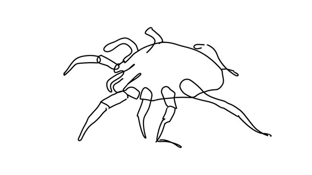 Minimalist line art spider drawing white background.