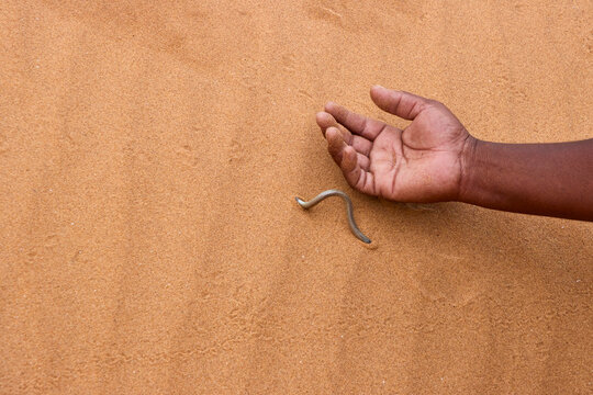 Eine kleine schleichenartige Echse liegt auf Sand neben einer Hand in der W&uuml;ste bei Swakopmund in der Region Erongo, Namibia.