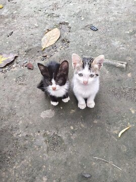 two adorable kittens