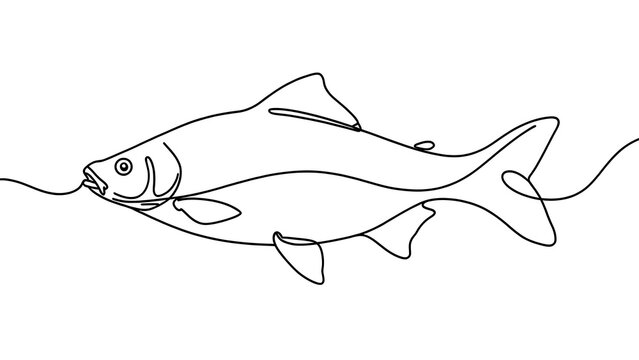 Line art catfish illustration on white background.