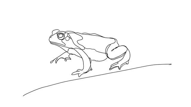 Line drawing of a frog on white background.