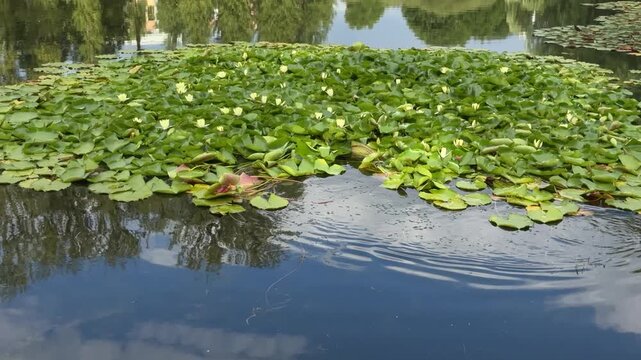Brown duck swimming near a large patch of green lily pads with white water lilies on a calm pond with tree reflections. Nature, wildlife, summer