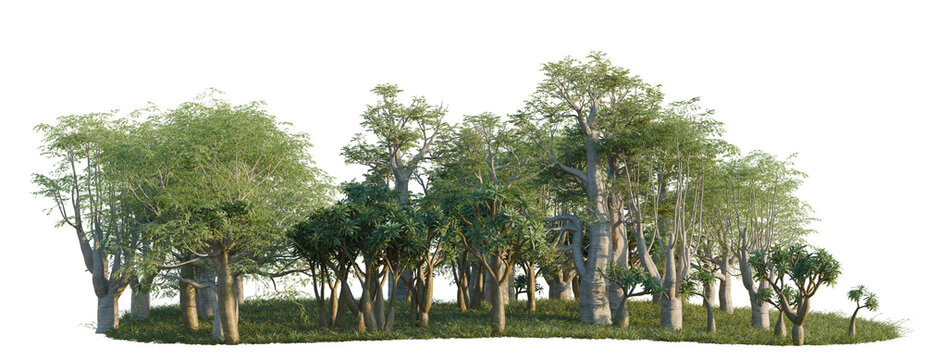 Moringa drouhardii, Pachypodium lamerei and Portulacari tree line, Forest Edge, Backdrop cutout, isolate transparent background, Dense group of lush green trees with grass and detailed bark texture