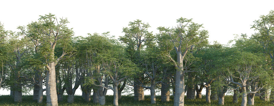 Moringa drouhardii tree line, Forest Edge, Backdrop cutout, isolate transparent background, Dense baobab tree forest in Madagascar, stunning aerial view of unique landscape
