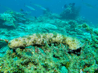 Large sea cucumber Holothuroidea resting on hard coral in a vibrant tropical reef ecosystem underwater. © Muhammad