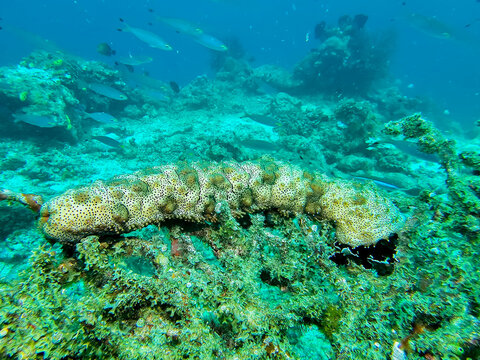 Large sea cucumber Holothuroidea resting on hard coral in a vibrant tropical reef ecosystem underwater.