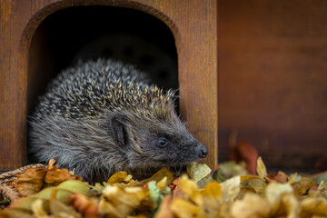 Hedgehog, Scientific name: Erinaceus Europaeus.  Close up of a wild hedgehog emerging from a hedgehog house at dusk on a warm summer's evening and looking to the right.  Horizontal.  Copy space © Moorland Roamer