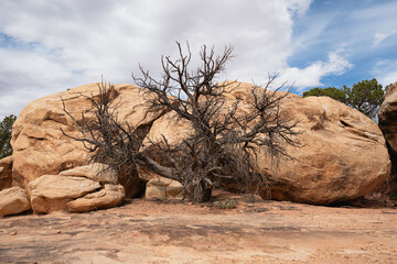 A bare desert tree growing among boulders in Utah © LB Photo Co