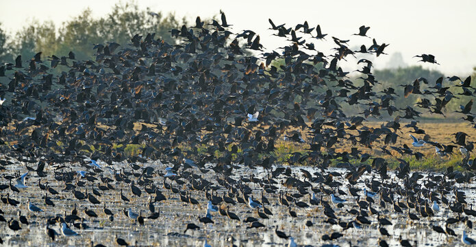 Silhouetted flock of birds gathering over a sunlit wetland in Doana