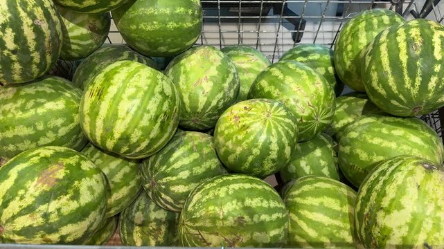 Fresh green watermelons piled in metal shopping cart at grocery store, striped ripe summer fruit for sale