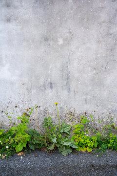 Single dandelion growing beside a weathered concrete wall