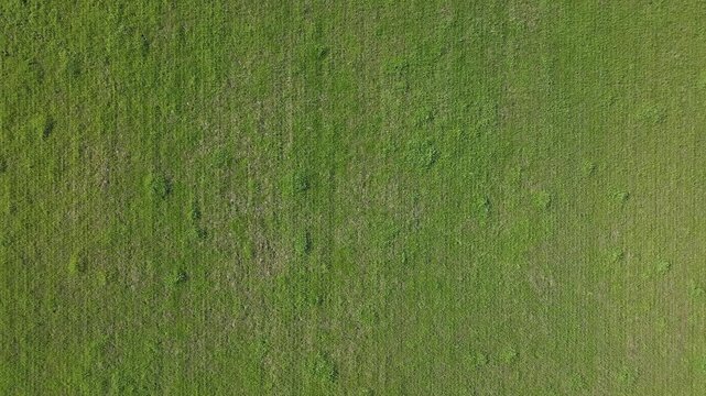 Stationary top‑down drone footage at 30 metres showing green grass with a vertical pattern and subtle irregularities. No wind, stable natural texture suitable for backgrounds and environmental project