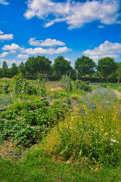 Lush allotment garden with strawberries, beanstalks and flowers under a bright blue summer sky in the province of Groningen, the Netherlands

